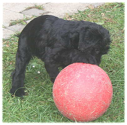 grosser Ball - kleiner Hund