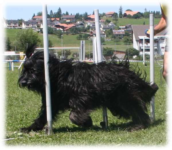 Pata viento im Slalom!