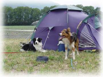 Hunde an der prallen Sonne bei 35 im Schatten!! Ist doch Tierqulerei!