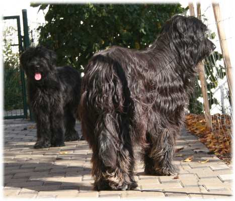 Popa und Ami (im Hintergrund) im neuen Garten!