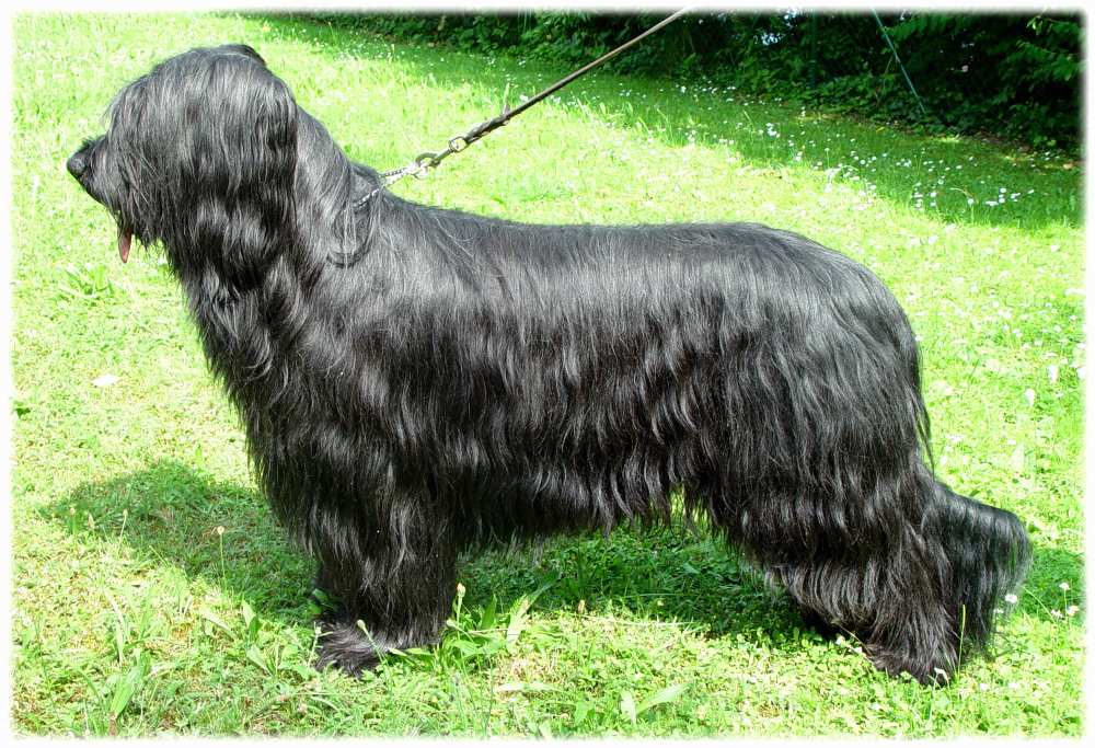 Der Briard