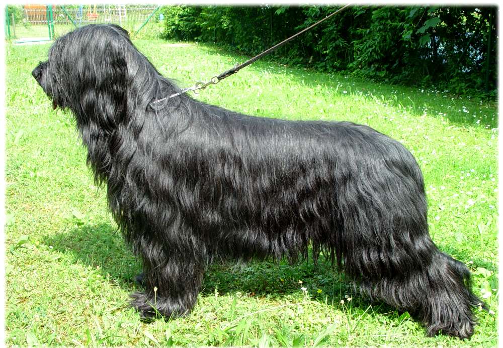 Sieht so ein 10 jhriger Briard aus?