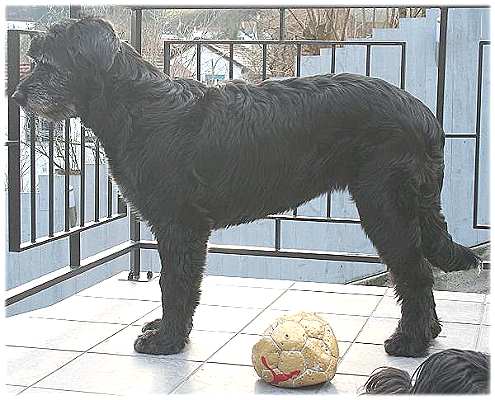 Popa im Schnauzerlook