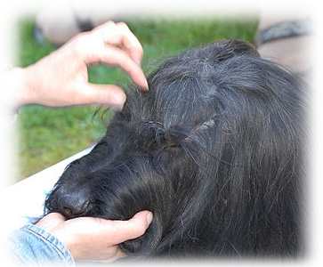 Haare schneiden am Pony!