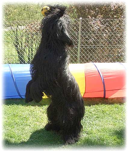 Amifée der Seehund!