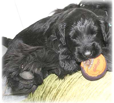 Kleine wilde Kerle!