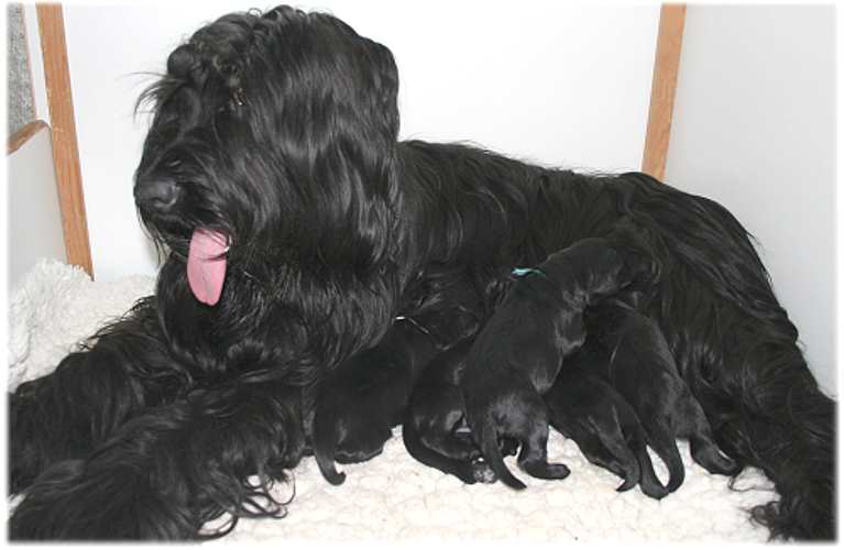 Mama Amife und ihre 5 Babies