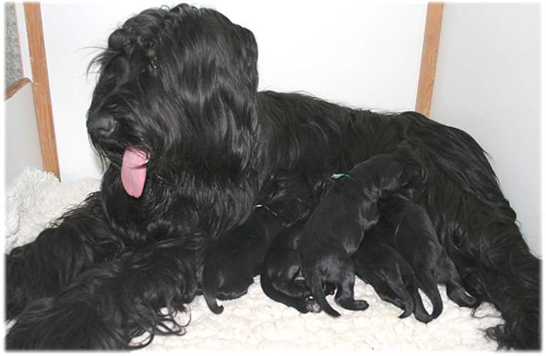 Mama Amife und ihre 5 Babies
