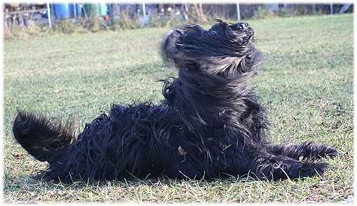 Patchaj del Pata viento