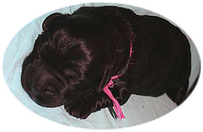 Madame pink