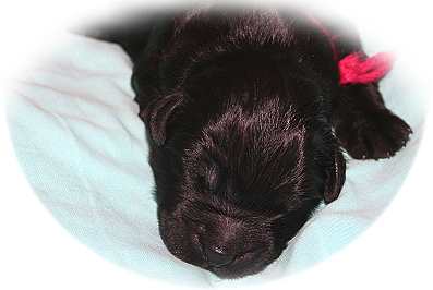 Bubi rot