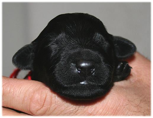 Bubi rot
