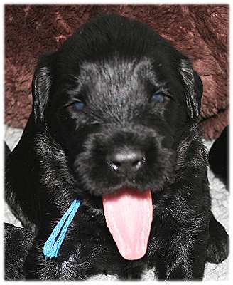Bubi blau