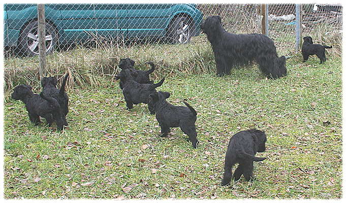 Patas auf dem Hundeplatz