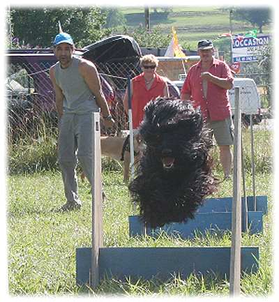 Selbststndig dst Ami ber die vier Hrden zur Fly-Ball-Maschine!