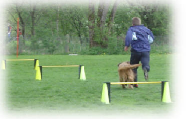 Cavallettis als Sprungbahn im Turnierhundesport!