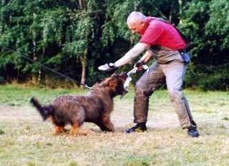 Jnghndin Caprice beim Schutzhundeaufbau mit dem Lappen