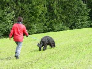 Pata Primra "la Popa"del Pata viento beim Junghunde-Fhrtenaufbau