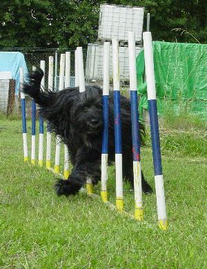 Noch mit 11 1/2 Jahren hatte sie eine super Technik im Slalom: go, go, go...Huni, go!