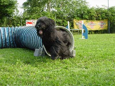 Huana beim Briard-Mannschaftstraining in Fahrt