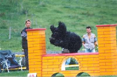 Huana am Senioren-Agility Cup 2000, 1. Rang