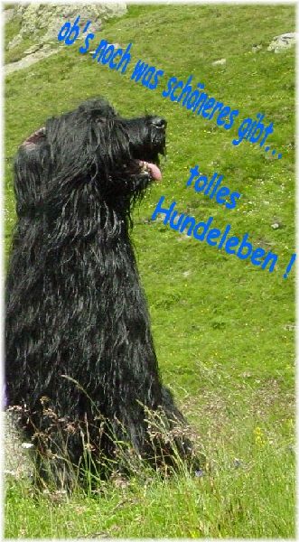 Mel Paso del Pata viento