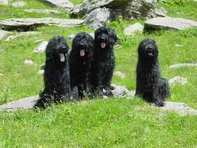 von links nach rechts: Huana, Paso, Popa, Fanouche
