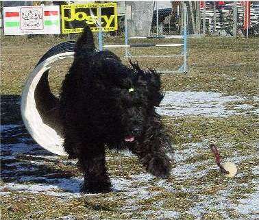 Patchaj del Pata viento im Agility