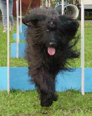 Pata Primra "la Popa" del Pata viento beim Flyball