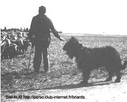 der Briard mit seinem Hirten an der Schafherde