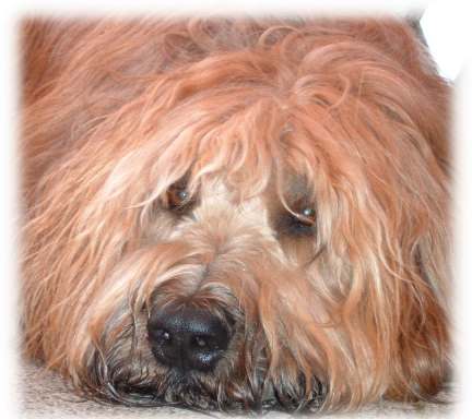 Briard In Not Sos Briard