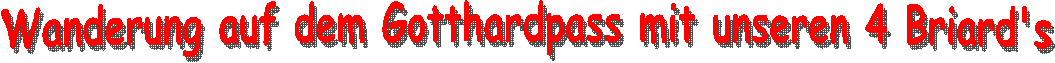 Briard  -  Info & Zucht  -  Hundesport