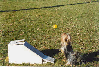 Flyball klappt auch mit dem kleinsten Hund