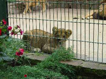 Tigerbaby im Zoo