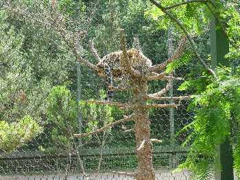 Gepard beim Mittagsschlaf!